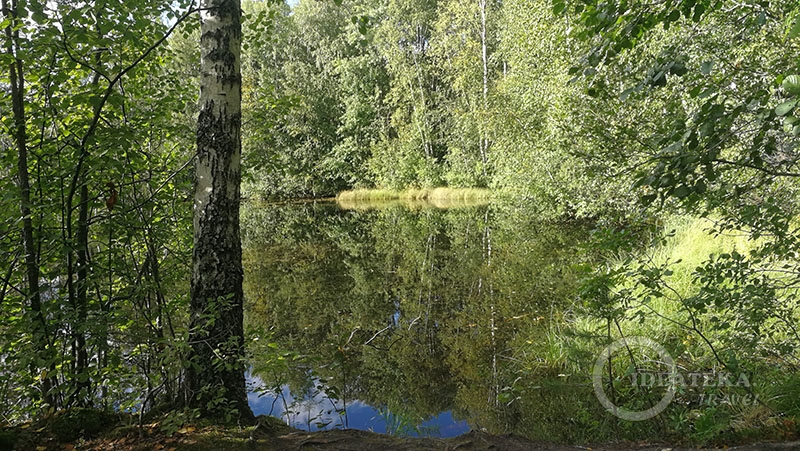Озерная часть Сестрорецкого болота