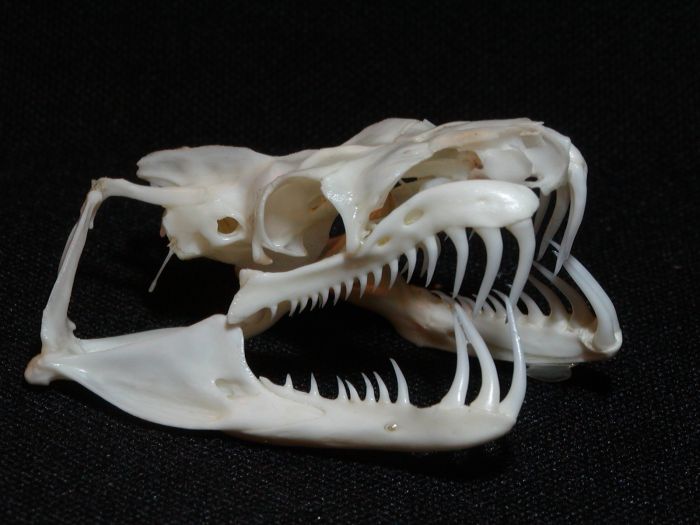  Собакоголовый удав (Corallus caninus) 