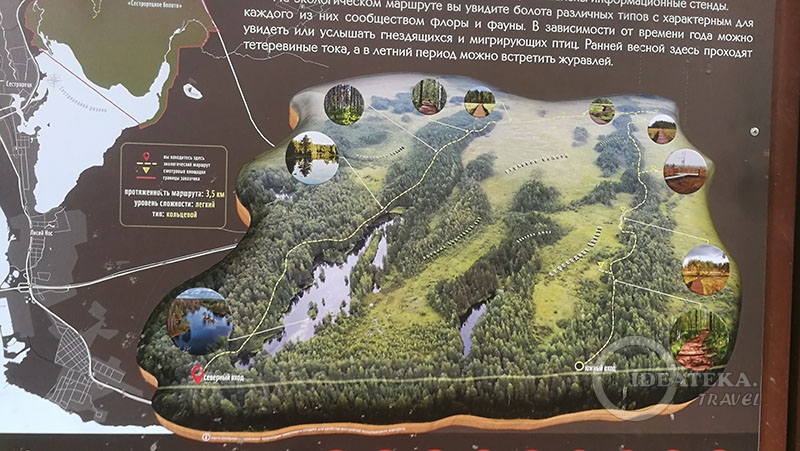 Информационный стенд с маршрутом по Сестрорецкому болоту